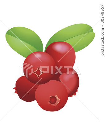 Lingonberry 30249957