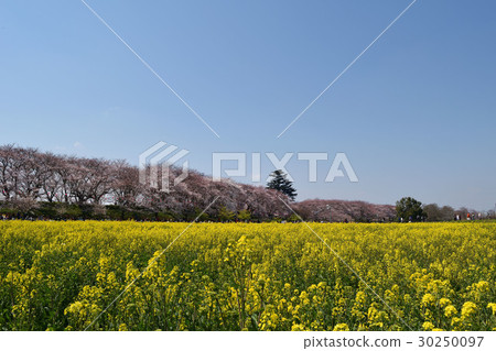 Sakurate City, Saitama Prefecture Cherry blossoms and rape blossoms, Sakurate Gongendo Sakurazutsu 30250097