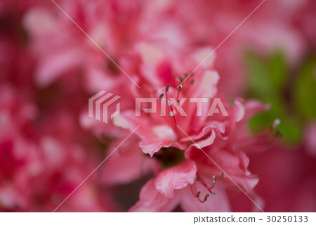 Azalea Azalea 30250133