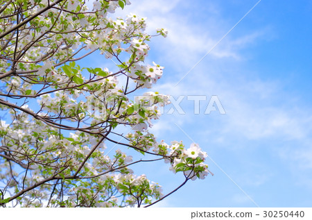 Dogwood full bloom White under blue sky and clouds 30250440