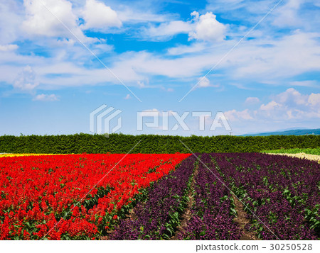 The salvia fields at Farm Tomita in Furano, Hokkaido, are in full bloom, creating a stunning summer spectacle of colorful flowers. The salvia fields at Farm Tomita in Furano, Hokkaido, are in full bloom, creating a stunning summer spectacle of colorful flowers. 30250528