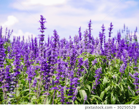 A breathtaking summer scene on a clear day, with the lavender fields of Farm Tomita in Furano, Hokkaido, in full bloom. A breathtaking summer scene on a clear day, with the lavender fields of Farm Tomita in Furano, Hokkaido, in full bloom. 30250529