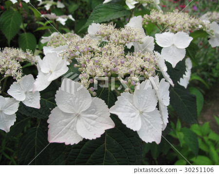 hydrangea hydrangea 30251106