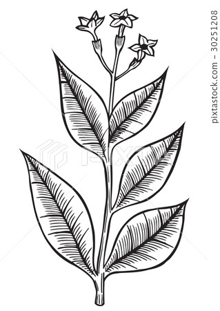 Hand drawn wild flower Hand drawn wild flower 30251208