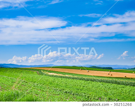 A summer rural landscape of Biei, Hokkaido, with rows of rolled bales and silage stretching across the hillsides. A summer rural landscape of Biei, Hokkaido, with rows of rolled bales and silage stretching across the hillsides. 30251268