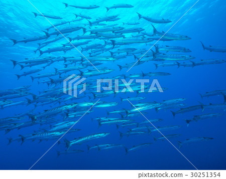 一群梭魚 一群梭魚 30251354
