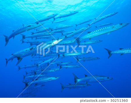 A group of barracudas 30251360