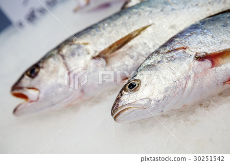 fresh meagre on ice at seafood market 30251542