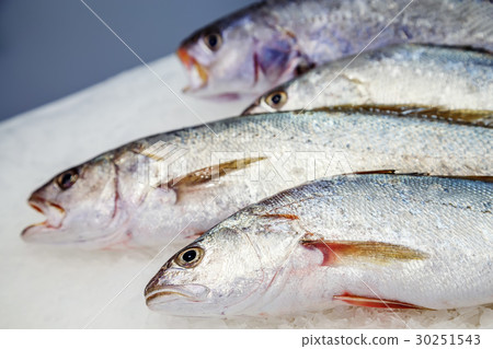 fresh meagre on ice at seafood market 30251543