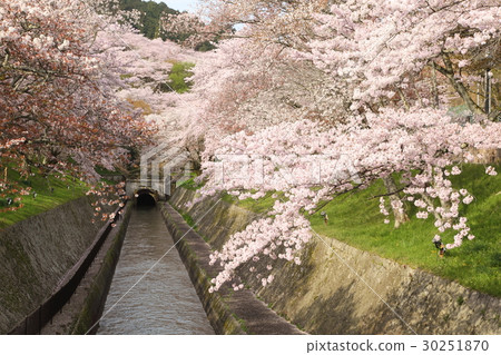 琵琶湖的櫻花 30251870