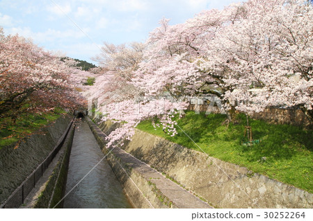 琵琶湖的櫻花 30252264