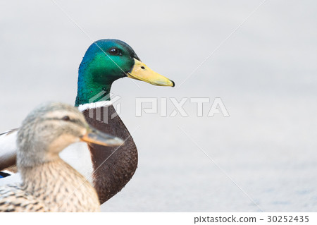 Pair of Mallard Ducks crossing road closeup 30252435