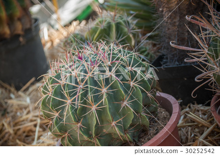 closeup of small cactus in a pot closeup of small cactus in a pot 30252542