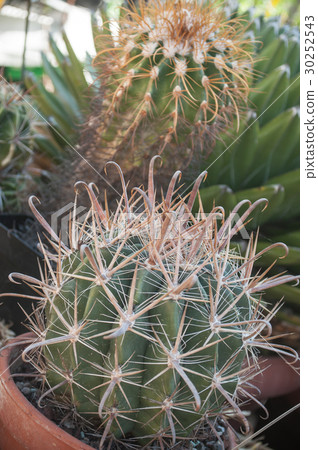 closeup of small cactus in a pot closeup of small cactus in a pot 30252543