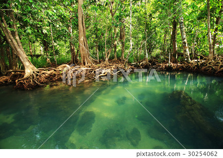 the mangrove forest 30254062