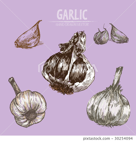 Digital vector detailed garlic hand drawn 30254094