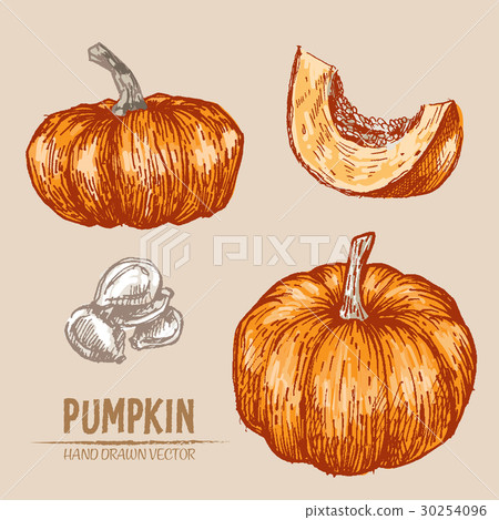 Digital vector detailed pumpkin hand drawn 30254096