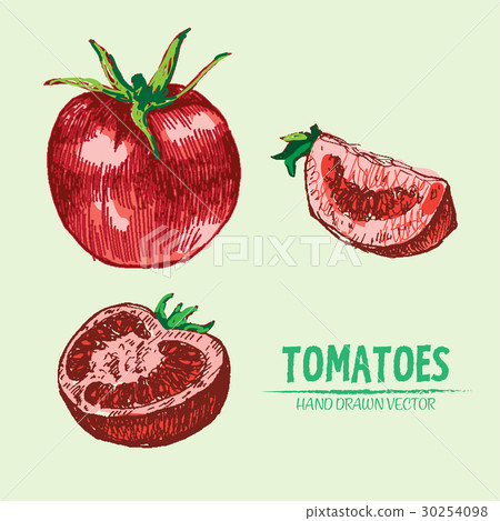 Digital vector detailed tomato hand drawn Digital vector detailed tomato hand drawn 30254098