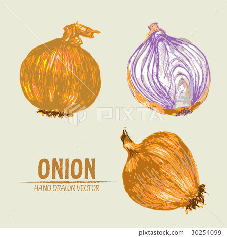 Digital vector detailed onion hand drawn Digital vector detailed onion hand drawn 30254099