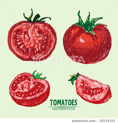 Digital vector detailed tomato hand drawn Digital vector detailed tomato hand drawn 30254101