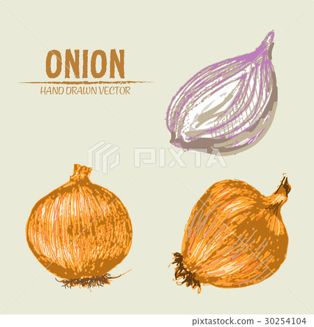 Digital vector detailed onion hand drawn Digital vector detailed onion hand drawn 30254104
