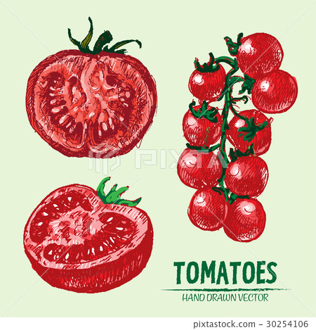 Digital vector detailed tomato hand drawn Digital vector detailed tomato hand drawn 30254106
