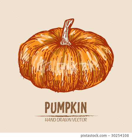 Digital vector detailed pumpkin hand drawn 30254108