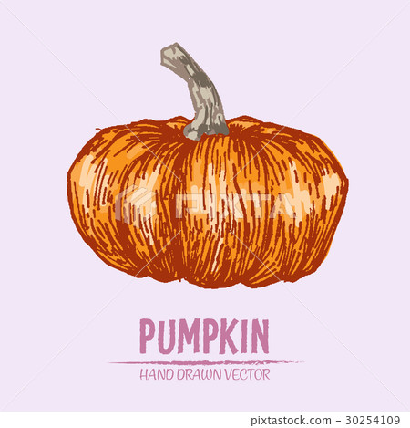 Digital vector detailed pumpkin hand drawn 30254109