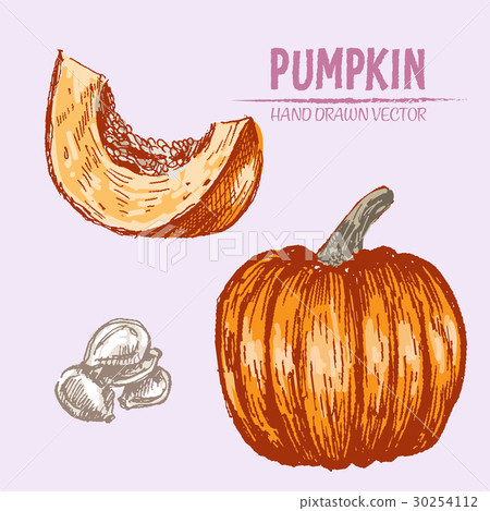 Digital vector detailed pumpkin hand drawn 30254112