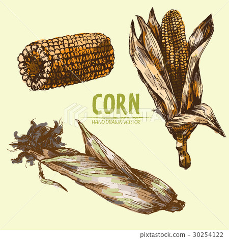 Digital vector detailed corn hand drawn Digital vector detailed corn hand drawn 30254122
