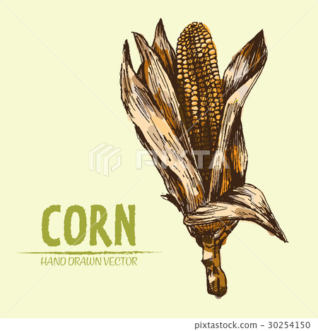 Digital vector detailed corn hand drawn Digital vector detailed corn hand drawn 30254150