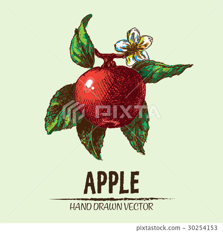 Digital vector detailed apple hand drawn Digital vector detailed apple hand drawn 30254153