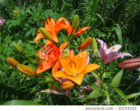 百合 百合 30254203