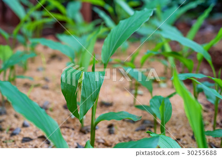 Turmeric or Curcuma longa Turmeric or Curcuma longa 30255688