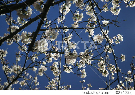Cherry blossoms at night Cherry blossoms at night 30255732