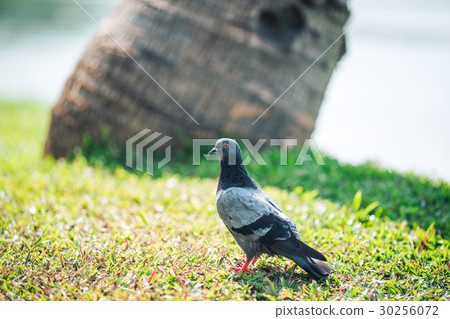 Pigeons are walking for food on grass. 30256072