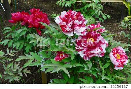 Machida peony garden peony Machida peony garden peony 30256117