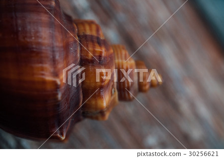 Red Shell in an old fence. Macro, Red Shell in an old fence. Macro, 30256621