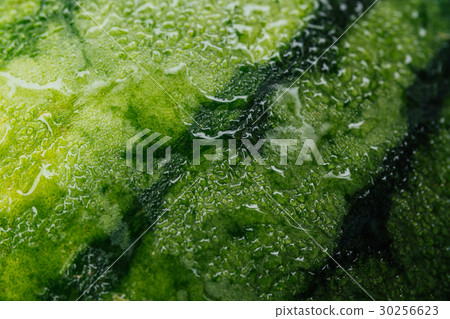 Texture of green peel of watermelon and drops Texture of green peel of watermelon and drops 30256623