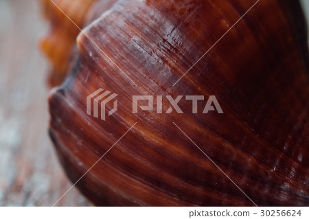 Red Shell in an old fence. Macro, 30256624