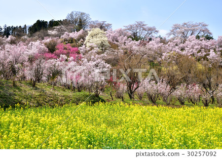 花山山公園 30257092
