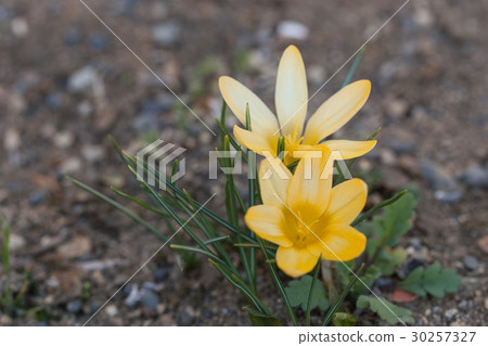 Crocus Crocus 30257327