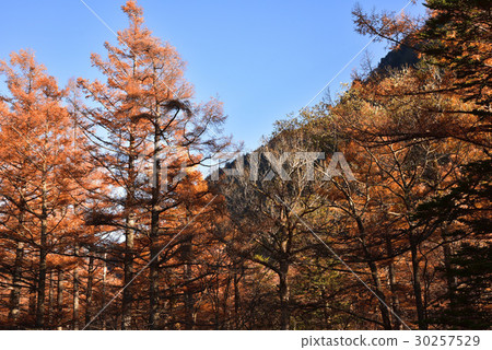 Kamikochi落葉松屬秋葉 Kamikochi落葉松屬秋葉 30257529