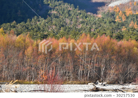 Kamikochi落葉松屬秋葉 Kamikochi落葉松屬秋葉 30257530