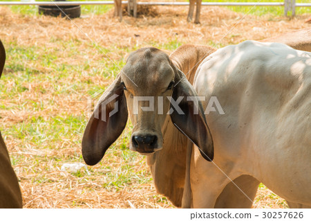 Cattle farm in Thailand Cattle farm in Thailand 30257626