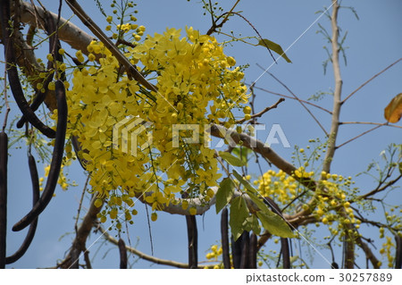 花,黃,黃花,阿勃勒,金急雨,鮮豔,美麗,夏,四月,五月,花蕾,花苞,豔陽,陽光,夏,逆光,藍天 30257889