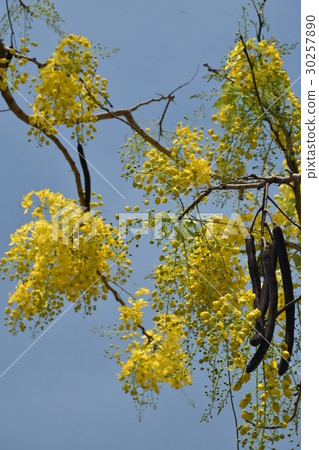 花,黃,黃花,阿勃勒,金急雨,鮮豔,美麗,夏,四月,五月,花蕾,花苞,豔陽,陽光,夏,逆光,藍天 30257890
