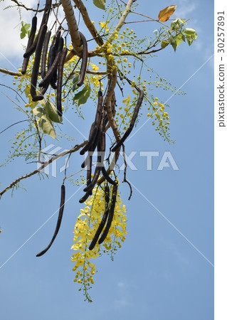 Flower, yellow, yellow flower, abler, golden rain, bright, beautiful, summer, april, may, flower bud, flowerbed, sunny, sunshine, summer, backlight, blue sky 30257891