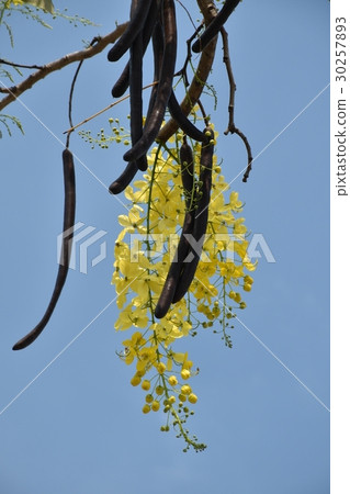 Flower, yellow, yellow flower, abler, golden rain, bright, beautiful, summer, april, may, flower bud, flowerbed, sunny, sunshine, summer, backlight, blue sky 30257893