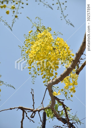 Flower, yellow, yellow flower, abler, golden rain, bright, beautiful, summer, april, may, flower bud, flowerbed, sunny, sunshine, summer, backlight, blue sky 30257894